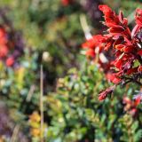 Farbige Blumenpracht am Rande des Kraters.

