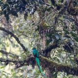 Tatsächlich - zwar weit entfernt, aber immer noch erkennbar, finden wir einen männlichen Quetzal.
