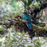 Nicht weit entfernt sitzt dann auch das Quetzal-Weibchen.
