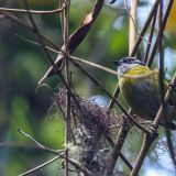 Eine Weissbrauen-Buschtangare im Wald des Mirador de Quetzales.
