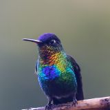Endlich kriegen wir auch einen Kolibri vor unsere Linse.

