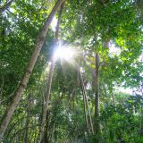 Der Parque Nacional Cahuita ist Heimat für eine artenreiche Pflanzen- und Tierwelt direkt am Meer.
