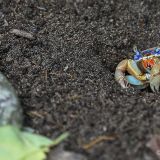 Exemplare dieser Blaukrabbe zeigen sich immer wieder am Wegesrand im Cahuita Nationalpark.
