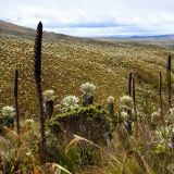 Als Erstes besuchen wir in Ecuador das Reserva Ecológica El Angel.
