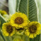 Perfektes Wetter fürs Gedeihen der Blüten der Frailejónes (Espeletia), ...
