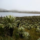 Für einen kurzen Augenblick zeigt sich uns dann auch die Laguna de Voladero.

