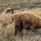 Lama auf dem Weg nach Salinas.
