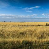 Vielerorts beherrscht die sogenannte "Pampa" das Landschaftsbild Argentiniens.
