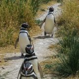 Wir werden nicht enttäuscht. Im Gänsemarsch kommen die ca. 50cm grossen Vögel auf dem Pinguin-Highway angetappt.
