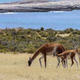 Nebst den Magellan-Pinguinen gibt es beim Cabo Dos Bahías auch noch viele Guanacos zu sehen.
