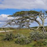 Typischer Baum Feuerlands: Durch den stetigen, starken Wind wachsen die Bäume sehr einseitig.
