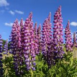 ... die Blüten der wilden Lupinen.
