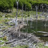 Von ausländischen Einwanderern eingeschleppte Biber haben sich in Tierra del Fuego breitgemacht und bauen ihre Biberdämme.
