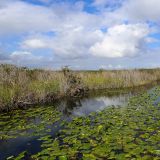 Am nächsten Tag begeben wir uns auf Entdeckungstour durch die Everglades.
