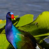 Wir entdecken viele Vögel. Zum Beispiel ein Zwergsultanshuhn, welches behende über die Seerosen balanciert.
