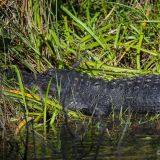 Aber dann plötzlich entdecken wir den ersten Alligator! Er würdigt uns keines Blickes, wohl zu faul und gerade beim Verdauungsnickerchen.
