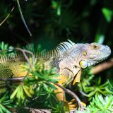 Plötzlich verschwindet Anita und jagt einem aus dem Augenwinkel heraus entdeckten grünen Leguan hinter her. Sie folgt dem Tier bis tief in die Büsche.
