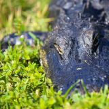 Aber auch im nördlichen Teil der Everglades können wir viel Wildlife beobachten, resp. uns von ihnen beobachten lassen. ;-)
