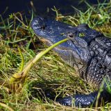 ... ist er für einen Alligator durchaus ein Leckerbissen.
