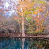 Im Manatee Springs State Park haben wir unseren ersten Manatee (Seekuh) gesehen. Diese Tierart ist leider vom Aussterben bedroht.
