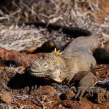 Gelber Landleguan (Insel North Seymour)
