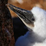 Baby Blaufusstölpel (Insel North Seymour)
