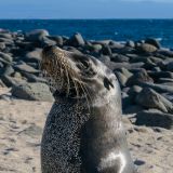 Ein Seelöwe am "sünnela". (Insel North Seymour)
