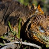 Gelber Landleguan (Insel North Seymour)
