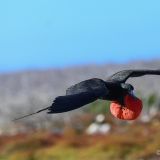 Während der Balz bläst der Prachtfregattvogel ...
