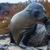 Seelöwe bei der Morgenwäsche. (Insel Chinese Hat)
