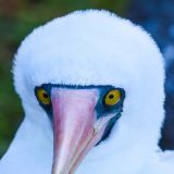 Gleich zu Beginn begrüsst uns ein vorwitziger Maskentölpel in seinem Reich. (Insel Genovesa)
