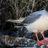 Eine Gabelschwanzmöwe (Insel Genovesa)
