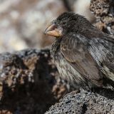Darwinfink (Insel Genovesa)
