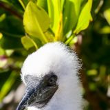 Junger Maskentölpel (Insel Genovesa)
