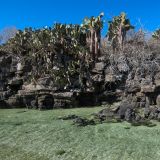 Die Insel Genovesa wird geprägt von Feigen- und Lavakakteen. 
