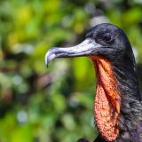 Fregattvogelmännchen (Insel Genovesa)
