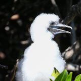 Baby Rotfusstölpel (Insel Genovesa)
