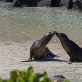 Seelöwen beim Knutschen. (Insel Genovesa)
