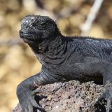 Eine schwarze Meeresechse wärmt sich auf dem warmen Lavagestein. (Insel Genovesa)
