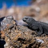 Meeresiguana (Insel Genovesa)
