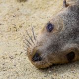 Was für ein Blick. Seelöwe auf der Insel Genovesa.
