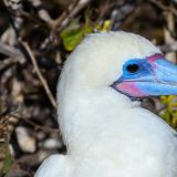 Portrait eines Rotfusstölpels. (Insel Genovesa)
