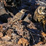 Die Galápagos-Ohreule ist tagaktiv und ebenfalls auf der Insel Genovesa beheimatet.
