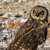 Ein wunderschönes Tier, die Galápagos-Ohreule. Lange konnten wir sie bei ihrer erfolgreichen Vogeljagd und anschliessendem Verzehr beobachten. (Insel Genovesa)
