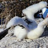 Fütterung des Maskentölpel-Nachwuchs. (Insel Genovesa)
