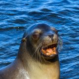 Ein Seelöwe begrüsst uns freudig in seinem Revier. (Insel Santiago)
