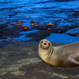Stören sich nicht aneinander, Seelöwe und Klippenkrabben. (Insel Santiago)
