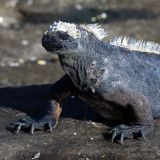 Eine Meeresiguana lässt sich von uns nicht aus der Ruhe bringen. (Insel Santiago)
