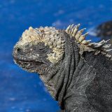 Hat doch etwas von einem Drachen, oder? Meeresiguana auf der Insel Santiago. 
