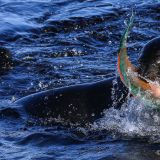 ... durften wir ihm bei der Jagd und anschliessenden Verzehrs eines Papageienfisches zuschauen. (Insel Santiago)

